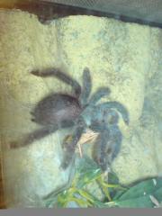 Verkaufe meine Vogelspinnen. A. avicularia