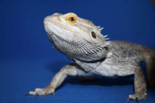 Bartagame abzugeben
