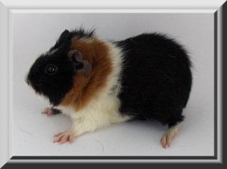 Meerschweinchen Weibchen