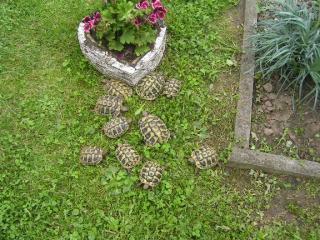 Griechische Landschildkröten NZ 08 09