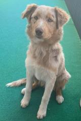 Australian Shepherd
