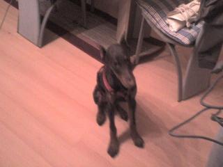 Braunes doberman weibchen 4. 5 monate sucht ein neues Zuhause