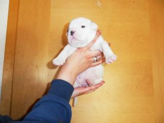 Olde english Bulldog Welpen