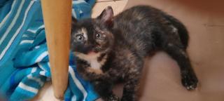 Katzenkinder suchen ein neues Zuhause