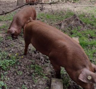 Duroc Schweine zu verkaufen