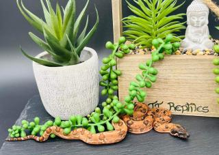 Hypo RLT Leopard boa