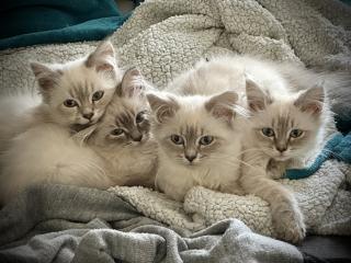 Neva Masquarade Heilige Birma Sibirische Waldkatze Kitten Katze