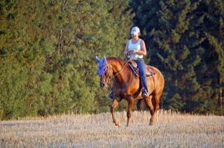 Quaterhorse