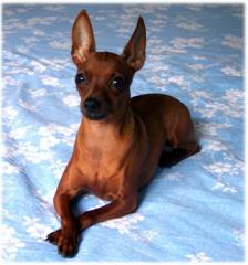 Zwergpinscher im Grunewald Berlin entlaufen 19. 04. 2021 11 Uhr