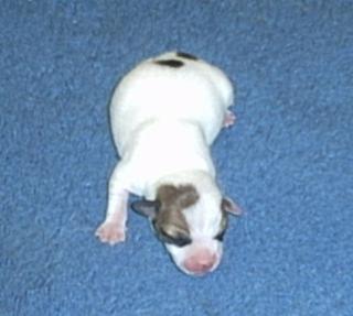 Jack Russell Bande