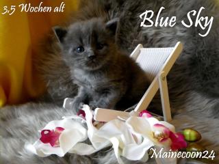 Maine Coon Kitten - Kater in Blue - sucht liebevolles Zuhause