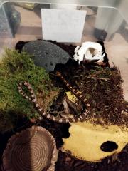 Kornnatterjungtiere.