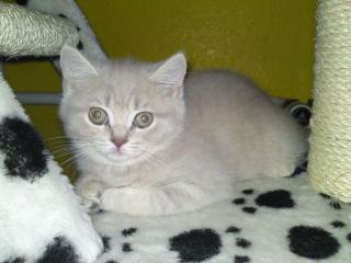 Wunderschöne BKH Prinzessin in Lilac Tabby -