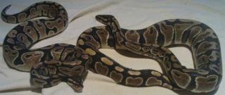 Verkaufe 2 Königspythons