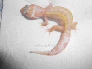 Leopardgecko Nachzuchten aus 2021