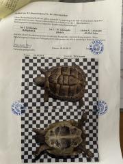 Griechische Landschildkröte weiblich zu verkaufen