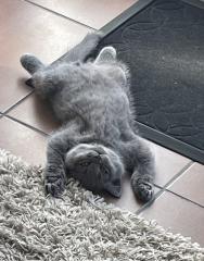 BKH Kitten, Britisch Kurzhaar, Katzenbabys, Kitten