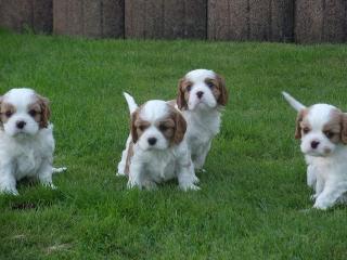 Cavalier King Charles Spaniel Welpen