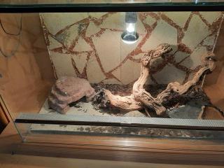 Leopardgeckos mit Terrarium