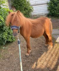 Shetty Shetlandpony Hengst