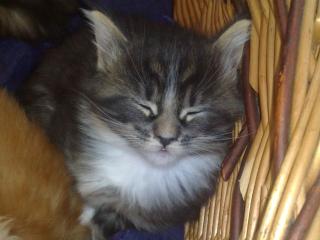 Traumhafte Maine Coon Mädels suchen ebenso traumhaftes Daheim