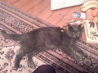 Britisch Kurzhaar Kater in blau sucht ein neues zuhause