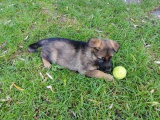 Schäferhund welpen