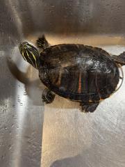 Wasserschildkröte Pseudemys Nelsoni