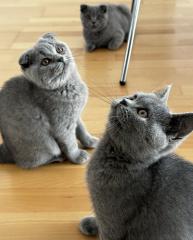Bkh Kitten noch drei Kitten