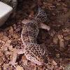 Leopardengecko Weibchen