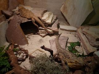 Terrarium und / oder 2 Bartagame m/w Pärchen 200, 00 Euro VHB
