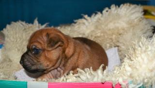 POPS-Alarm Exklusiv veredelte F1 Generation POPS -Pinscher-Mops- aus Liebshaber