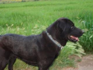Labrador Clinton