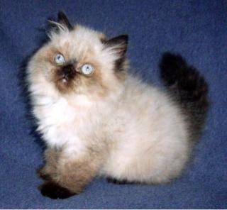 Perser Colourpointkitten seal-point