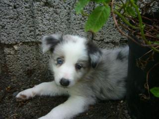 1Blue-merle und 1 Blue-merle-tan Bordercollie Hündinen