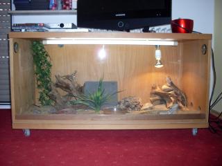 Bartargamen Pärchen Terrarium zu Verkaufen