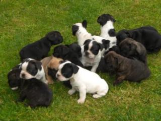 Französische Bulldogge Welpen
