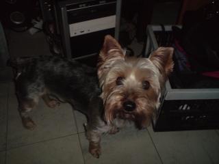 Yorshire Terrier sucht ein neues Zuhause