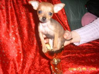 1 chihuahua braun