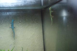 Lygodactylus williamsi Weibchen zuVerkaufen