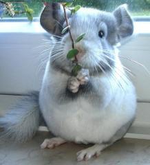 Chinchillababs, Jungtier und Pärchen zur Abgabe
