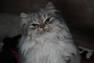 Perserkatze, chinchilla sucht liebes Zuhause