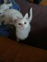 2 kleine Maine coon Mischlings babys weiss weiblich 12 wochen alt