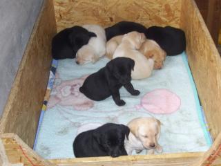 Labradorwelpen