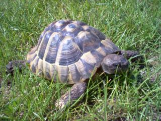 Verkaufe Griechische Landschildkröte THH männlich