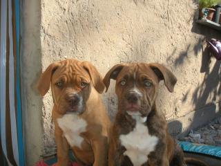 Bordeauxdoggen-/American Bulldogwelpen