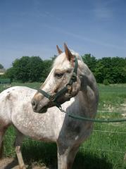Pony sucht nette zuverlässige Reitbeteiligung in 47906 Kempen