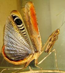 Biete Pseudempusa pinnapavonis L2 Gottesanbeterin