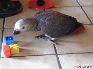 Gesucht wird Sammy