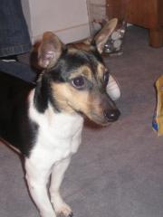 Jack Russell entlaufen